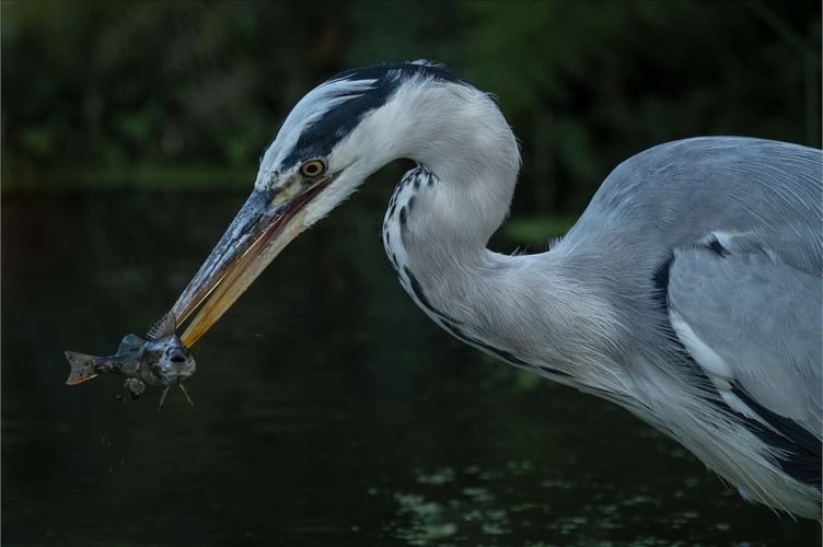 Jane Hibbert_Portrait of a Heron and a Fish_Open