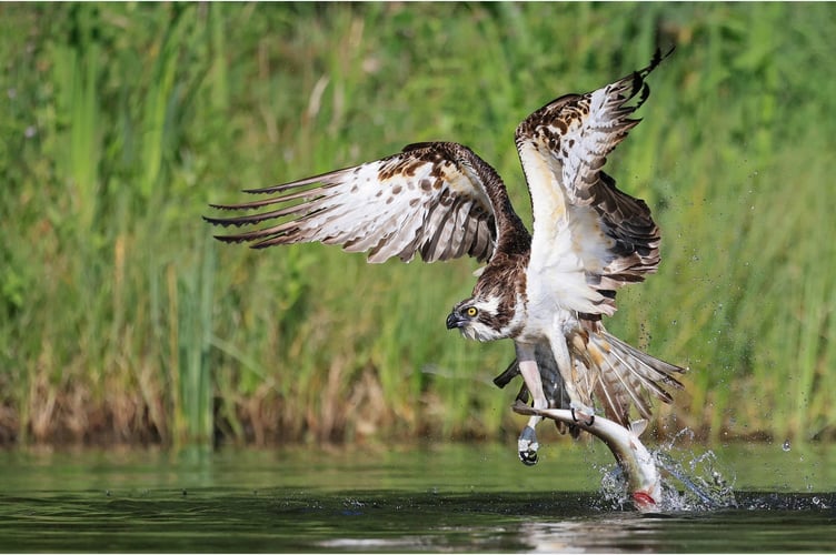Wendy Almond_Osprey fishing_Open