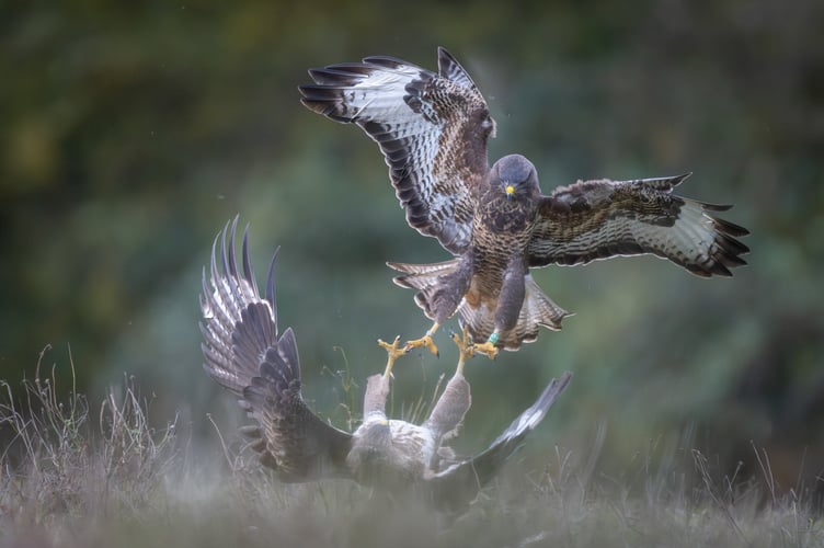 Mike Tibbotts_Buzzards locking talons_Advanced