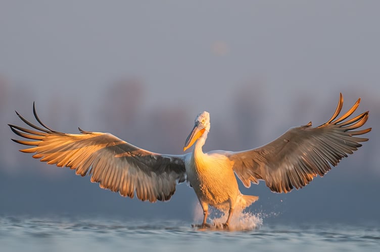 Thinesh _Dalmatian Pelican Landing_Advanced