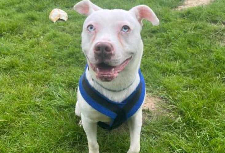 Zino RSPCA