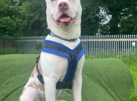 Super-sweet Zino just wants a bit of fuss
