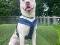 Super-sweet Zino just wants a bit of fuss