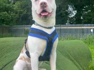 Super-sweet Zino just wants a bit of fuss