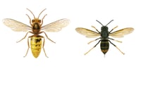 Sightings put Asian hornets within reach of Surrey