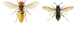Sightings put Asian hornets within reach of Surrey