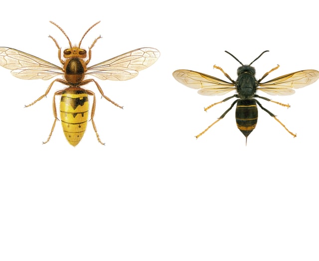 Sightings put Asian hornets within reach of Surrey