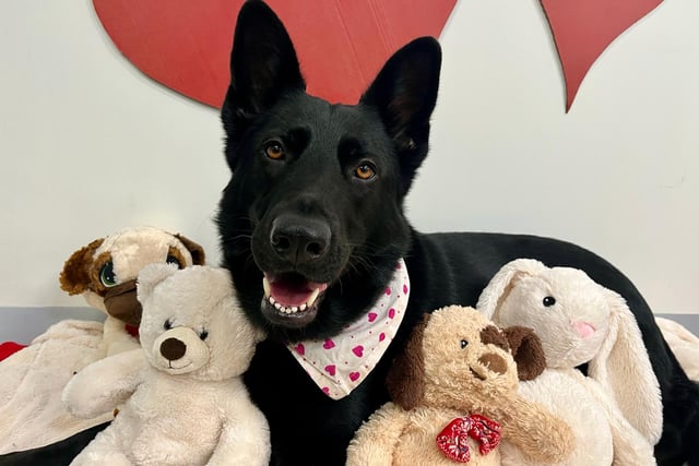 Jaxon finds home after two years of waiting  
