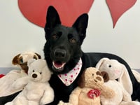 Jaxon finds home after two years of waiting  