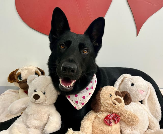 Jaxon finds home after two years of waiting  