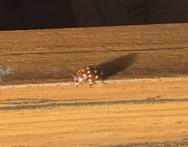 Ladybird