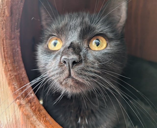 Partially sighted black cat needs furrever home