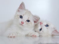 National Kitten Day: Send us your best pictures 