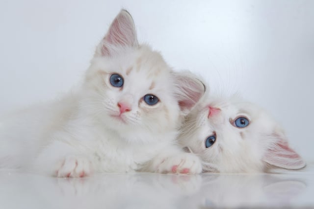 National Kitten Day: Send us your best pictures 