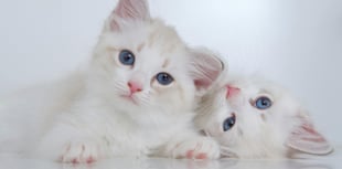 National Kitten Day: Send us your best pictures 