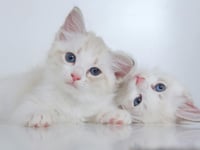 National Kitten Day: Send us your best pictures 