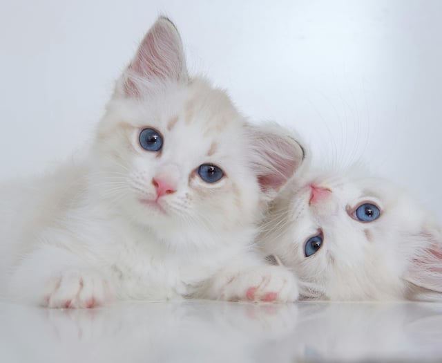 National Kitten Day: Send us your best pictures 