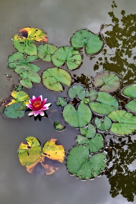 Lilies