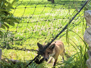RSPCA issues warning about netting after fox cub freed 