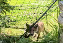 RSPCA issues warning about netting after fox cub freed in Surrey