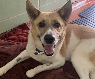 Can you give sweet Earl the home he needs?