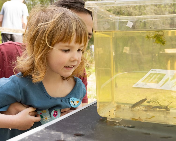 Wilder Families at Brookwood Country Park