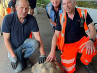 Surrey tortoise 'trespasses' on tracks before hitching ride home