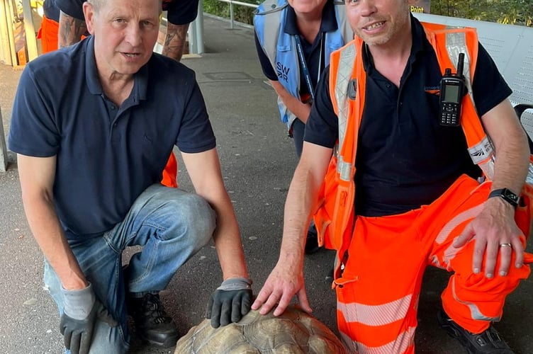 Solomon the tortoise