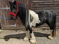 Can you give a home that is in tune with a Cob called Verdi?