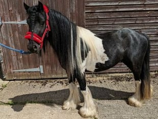 Can you give a home that is in tune with a Cob called Verdi?