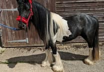 Classically named Cob is in need of a forever home