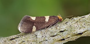 Delight in the natural world and quest for Currant Shoot Borer moth