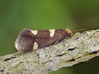 Delight in the natural world and quest for Currant Shoot Borer moth