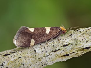 Delight in the natural world and quest for Currant Shoot Borer moth