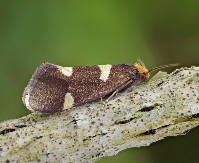 Delight in the natural world and quest for Currant Shoot Borer moth