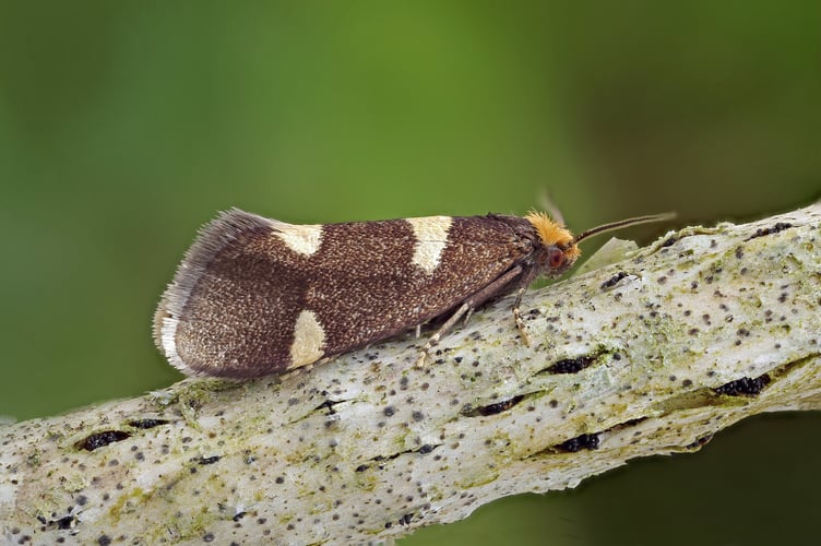Currant Shoot Borer moth - Patrick Clement