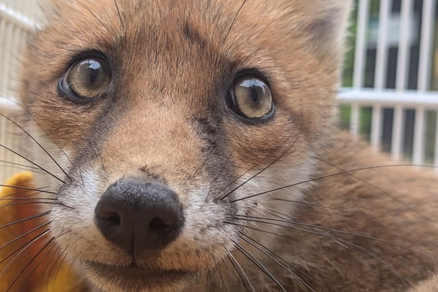 Vixen needs a helping paw after getting trapped in wooden chair