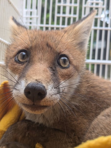 RSCPA fox