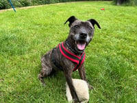 RSPCA Millbrook braced for charity’s busiest summer day