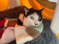 Can you nurture Dobby in his new home?