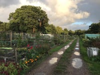 A Derry good day out as Old Woking allotments opens to public