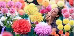 Annual flower show is set to burst into bloom