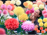 Annual flower show is set to burst into bloom