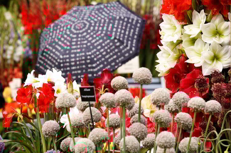 RHS Wisley Flower Show