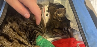 RSPCA fears for cats as weapon attacks soar in first half of 2024