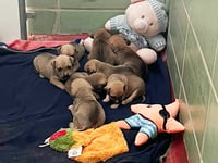 Information appeal after eight bulldog puppies dumped in an Aldi bag