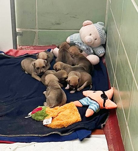 The person who found the puppies took to the RSPCA Millbrook in Chobham