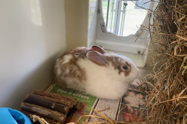 Can you help gorgeous Ziggy find his forever home?