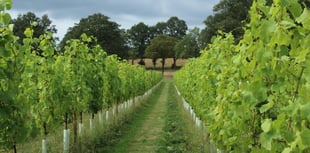 New Surrey Hills vineyard tasting room
