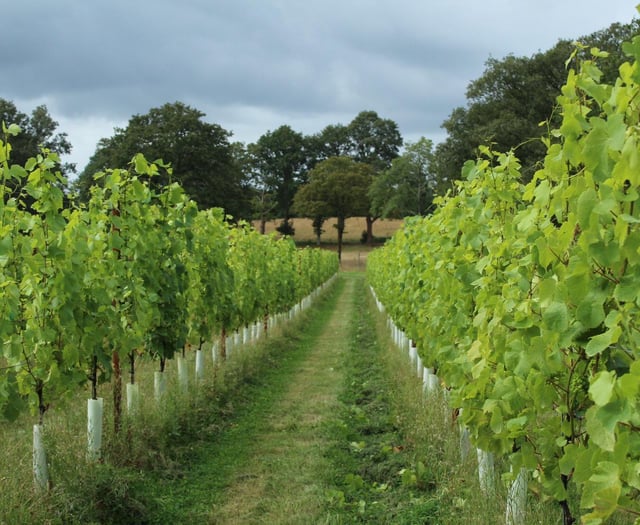 New Surrey Hills vineyard tasting room